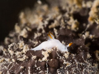 white tiny nudibranch on the hard coral