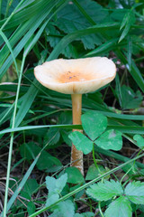 Poisonous mushroom in the grass