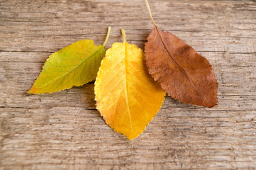 Naklejka na ściany i meble Three colorful autumn leaves on the old wooden background
