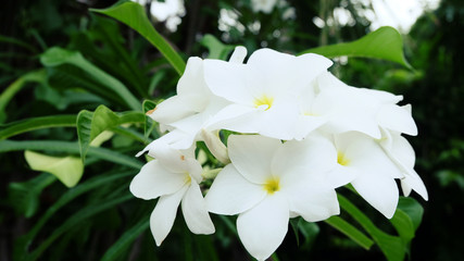 Frangipanier plumeria Tropical flower