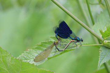 Paarung der Blauflügel-Prachtlibelle