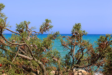 Fototapeta na wymiar Looking the beautiful sea behind Mediterranean plants
