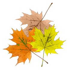 Fototapeta na wymiar Ahornblätter, Herbst, Ahorn, Acer, Autumn