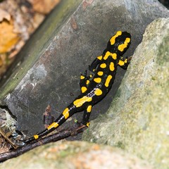 Feuersalamander (Salamandra salamandra terrestris) läuft über einen Stein, Harz, Ostharz, Sachsen-Anhalt, Deutschland 