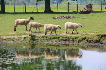 Obraz premium Sheep Reflections