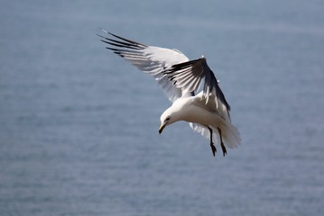Fototapeta na wymiar Seagull Hovering