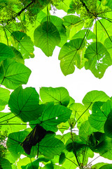 green leaves with white background and sun light with some space