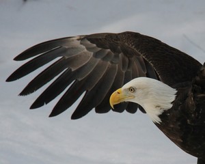 Eagle Portrait
