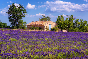 Fototapeta na wymiar Blooming lavender field in Provence, France