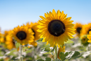 Sonnenblumen, Bienen und blauer Himmel