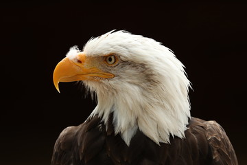 Portrait up of a Bald Eagle