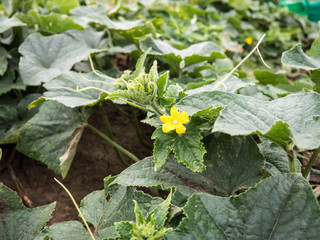 Blooming cucumber plant