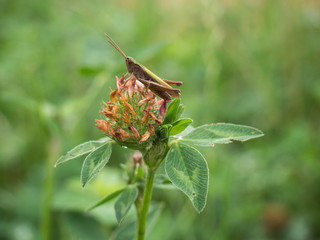 Cricket sitting on a clover