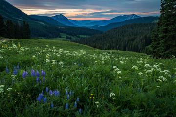 Wildflower field above Crested Butte at sunrise