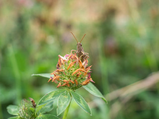 Cricket sitting on a clover
