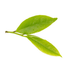 Fototapeta premium Fresh tea leaves isolated on the white background