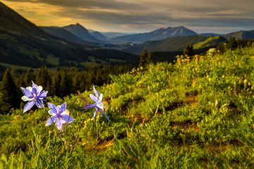 Columbine wildflowers above Crested butte at sunrise