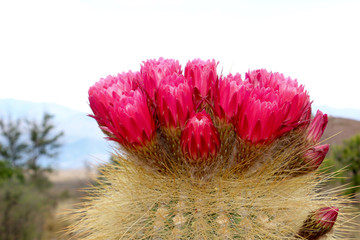 fleur de cactus