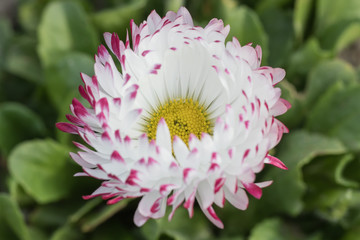 Gänseblümchen, rot-weiß, Blüte © fotoman1962