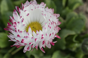 Gänseblümchen, rot-weiß, Blüte © fotoman1962