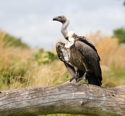 Portrait of a Griffon Vulture