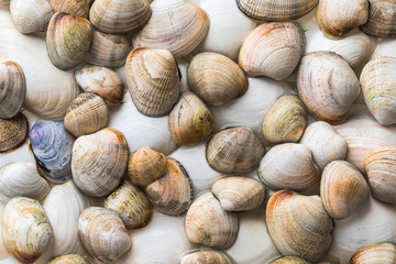 Collection of various colorful wet clam shells from pacific ocean