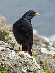 Alpine chough (Pyrrhocorax graculus)