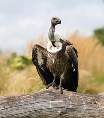 Portrait of a Griffon Vulture