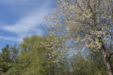 Bäume im Frühling, Frühlingsblüte