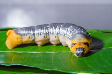 old green worm