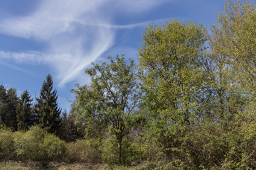 Obraz premium Bäume im Frühling, Frühlingsblüte