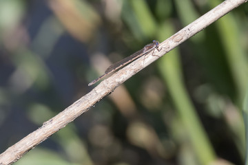 Braune Kleinlibelle mit blauen Augen sitzt auf Schilf