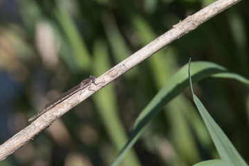 Braune Kleinlibelle mit blauen Augen sitzt auf Schilf