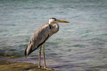 A heron in the sea, waiting for prey