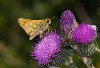 Silver-spotted skipper (Hesperia comma)