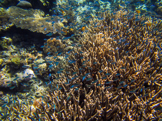 Naklejka na ściany i meble Korallenriff in Indonesien