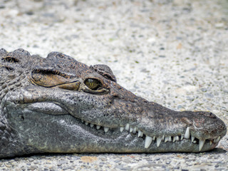 Crocodile with eyes wide open