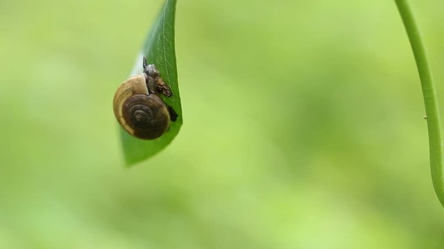 snail on green leaf in park.