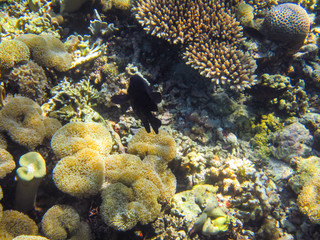 Korallenriff in Indonesien