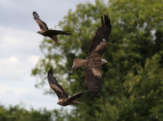 Close up of three black kites catching food in flight