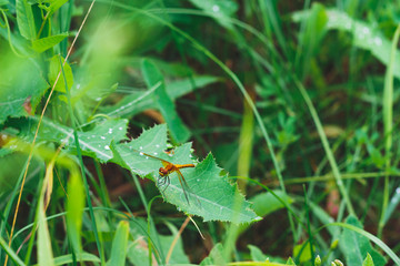 Dragonfly with grass background and raindrops. Nature wallpaper.