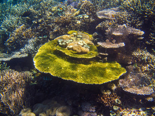 Korallenriff in Indonesien