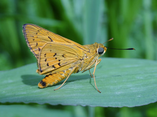 Small Butterfly