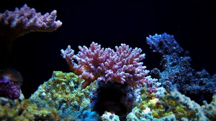 Fototapeta na wymiar Acropora sps aquarium coral