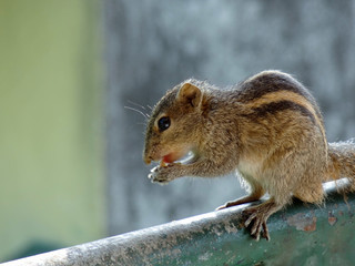 squirrel