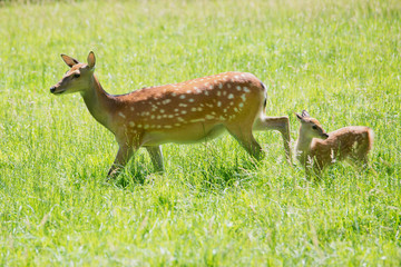 Sikawild - sika deer - cervus nippon