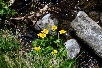 Fiori gialli vicino un ruscello