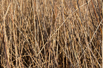 Dry grass background texture