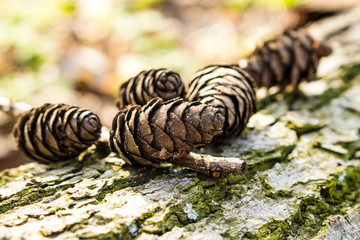 Bumps on a stump