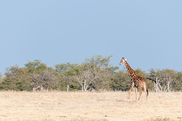 Namibian giraffe walking against a backdrop of mopani trees